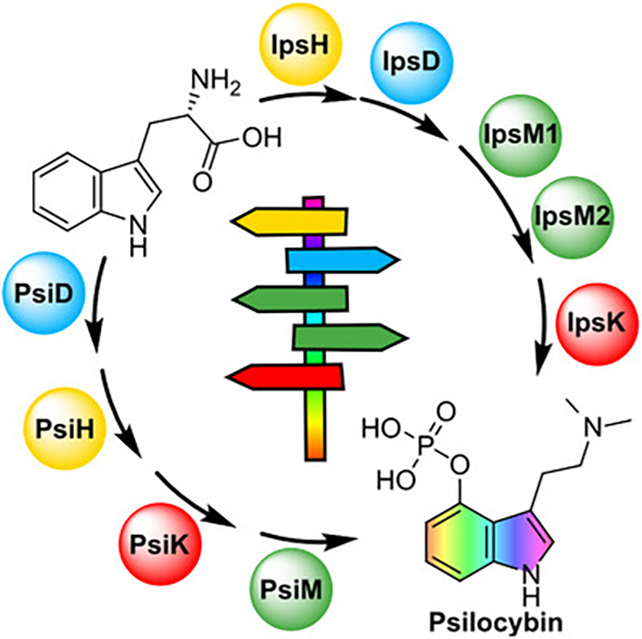 Psilocybin ingredients