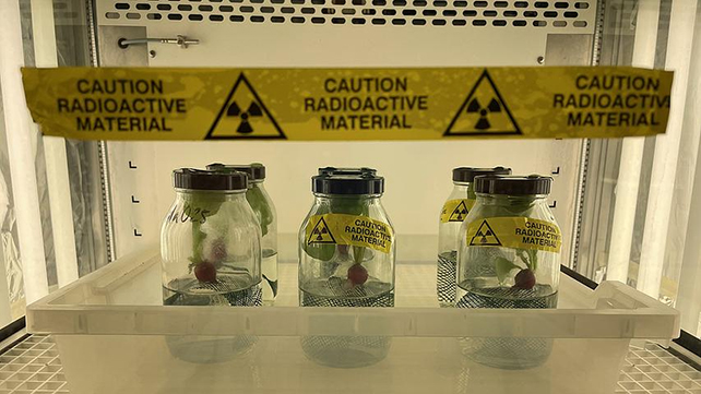 Radish experiments