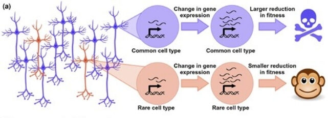 Autism May Be a Trade-Off For Human Genius, Study Finds