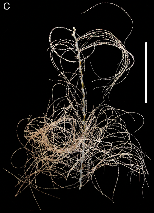 coral specimen on a black background