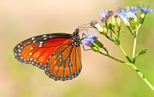 Insects Are Vanishing Even in Remote, Human-Free Places