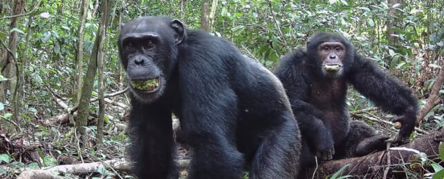 Wild Chimps Consume The Equivalent of a Beer a Day, Study Finds