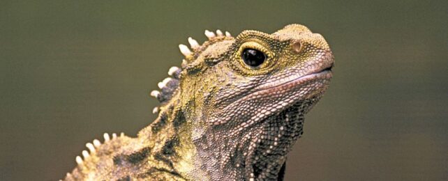 Incredible Discovery Reveals Ancient Creature That Predated The Dinosaurs