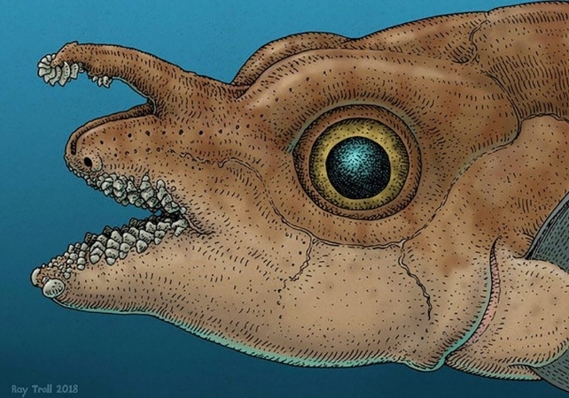 drawing of ancient ratfish relative