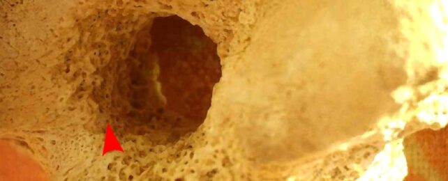 Tiny Bone Whistle May Have Been Used by Ancient Egyptian Cops 3,300 Years Ago