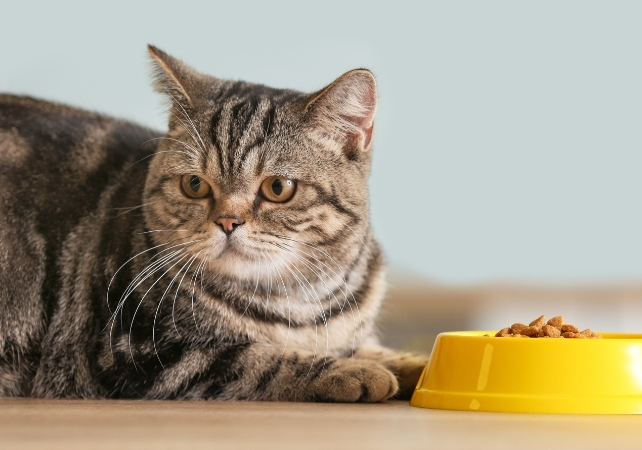 food bowl and cat