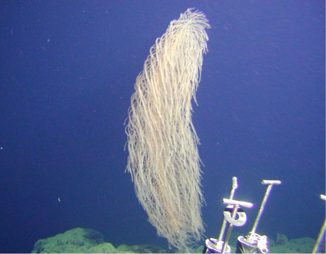 a long, shaggy shape protrudes from the seafloor, dark blue water in the background, some metal scientific instruments visible in the bottom right 