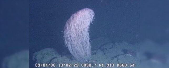 underwater photo. a tall, shaggy white shape appears to stand on a rock in dark blue water. a timestamp across the bottom shows the image was taken in 2006, and other scientific code of numbers and letters.