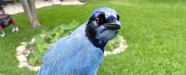 'Grue Jay' Spotted in a Texas Backyard Is First-of-Its-Kind Hybrid