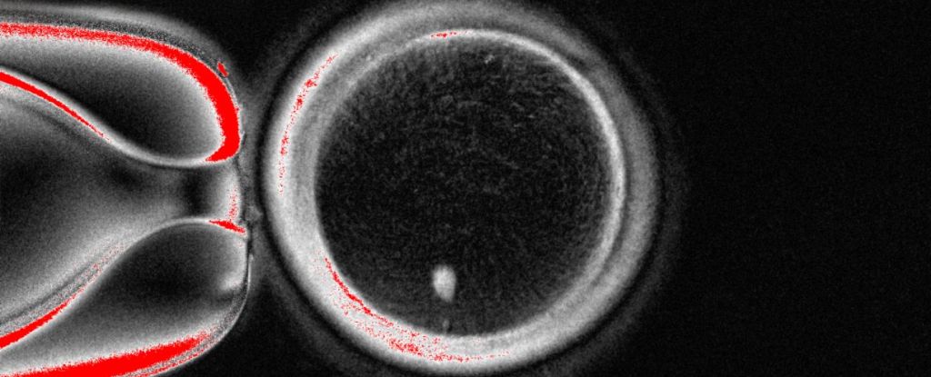 Working Egg Cells Made Using DNA From Human Skin in World First : ScienceAlert