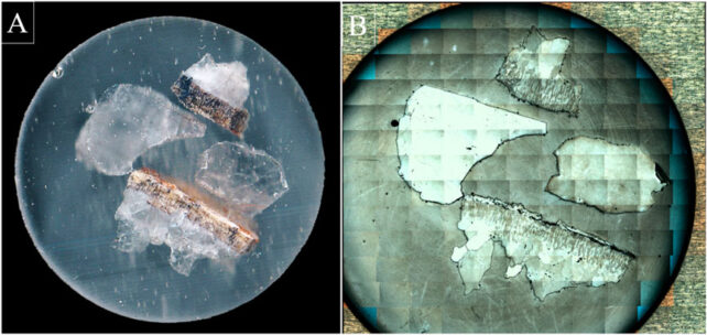 Scans showing the inside of a dinosaur egg