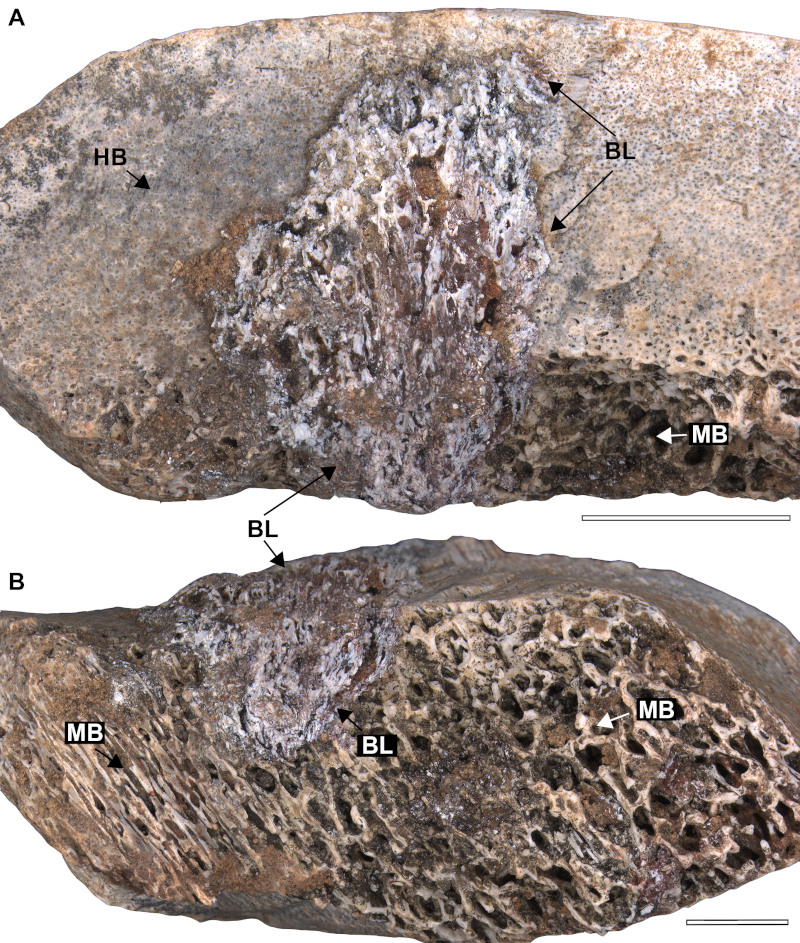 Sauropod Bones