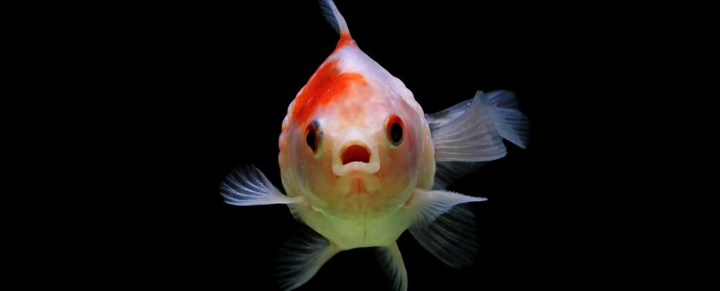 Fish Buttholes May Be The Reason We Now Have Fingers, Study Finds : ScienceAlert