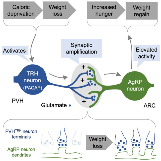 Appetite Mechanism