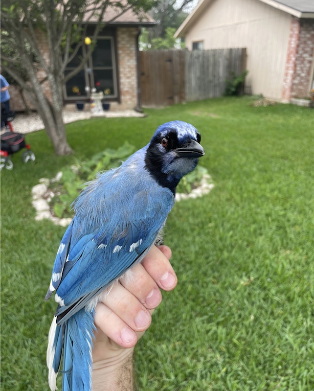 hybrid offspring of blue jay and green jay, aka 'grue jay'