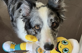 A dog carrying a toy in its mouth