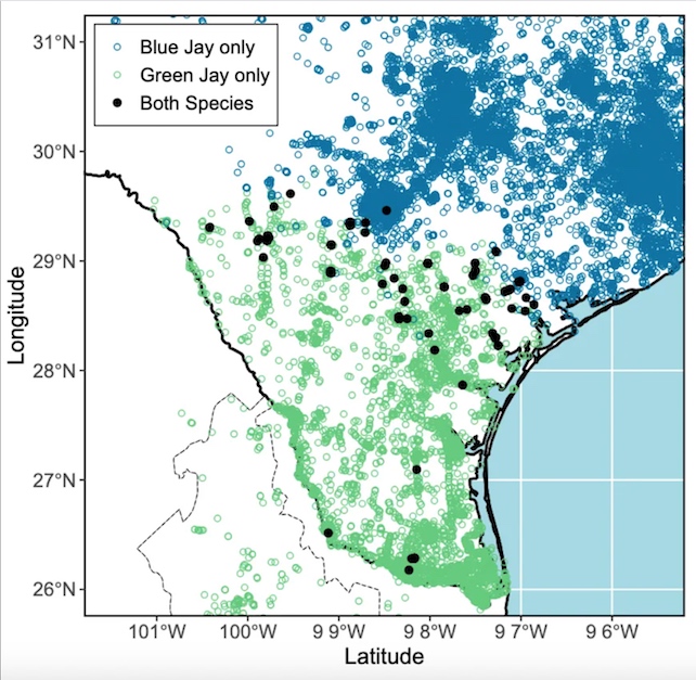 map of green jay and blue jay sightings in Texas
