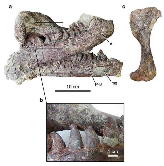 New 'Megaraptor' Dinosaur Species Might Have Eaten Crocodiles