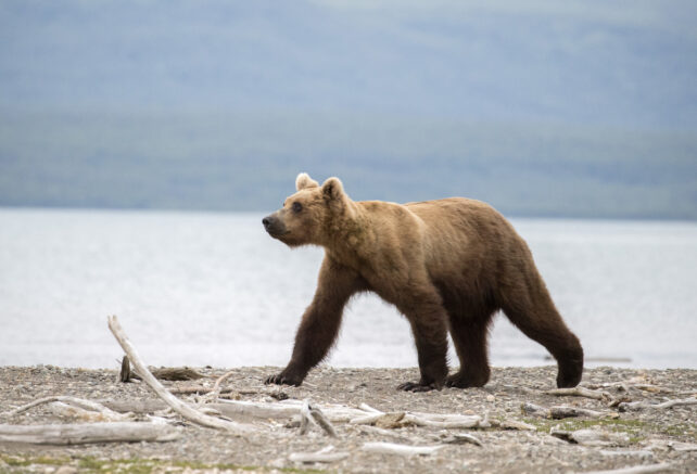 Skinny Bear
