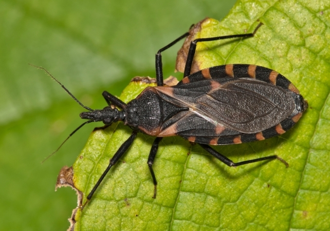 kissing bug