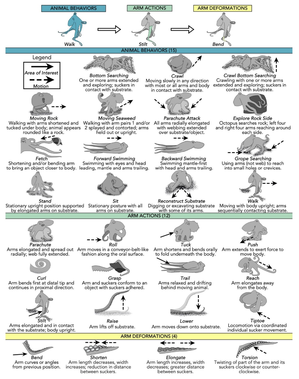 a grid of illustrations of an octopus in a variety of different behaviors, actions, and arm deformations.