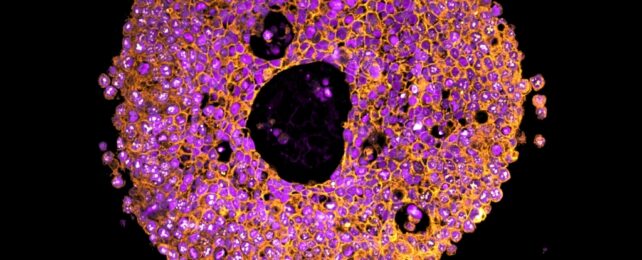 microscope image of placenta organoid cells