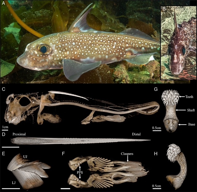 Ghost Sharks Use Teeth On Their Forehead To Have Deep Sea Sex Ghost Sharks Use Teeth On Their Forehead To Have Deep Sea Sex