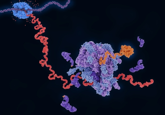 ribosome and rna