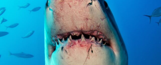 great white mouth