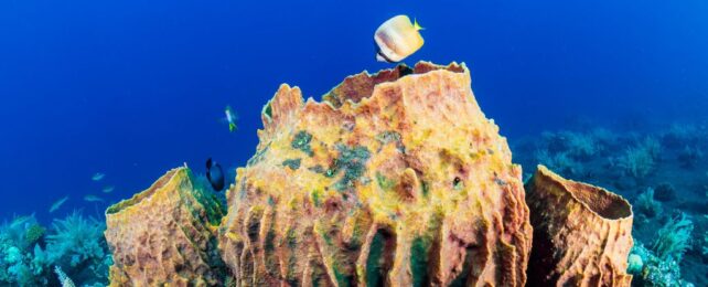 three large barrel sponges growing underwater. the background is pure blue. a small angelfish is swimming into the central sponge.