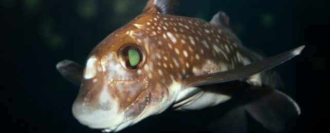 spotted ratfish