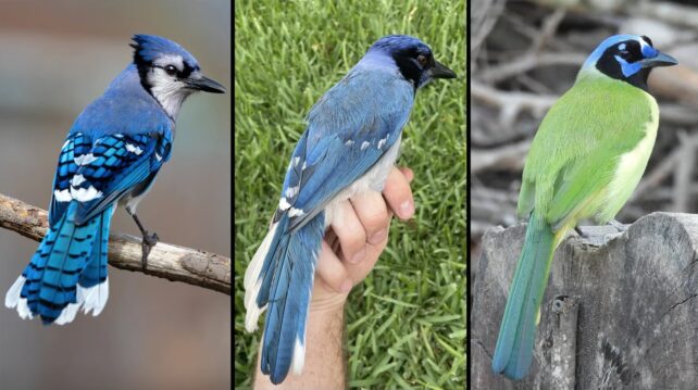 'Grue Jay'