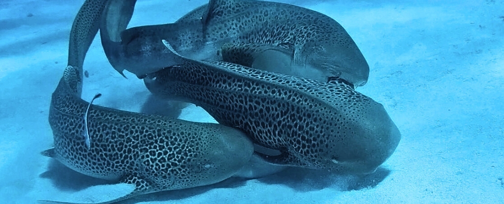 Leopard Shark 'Three-Way' Caught on Tape in a Scientific First