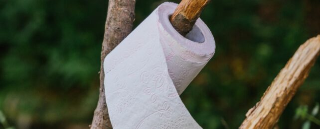 toilet paper on a branch
