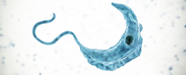 trypanosoma parasite