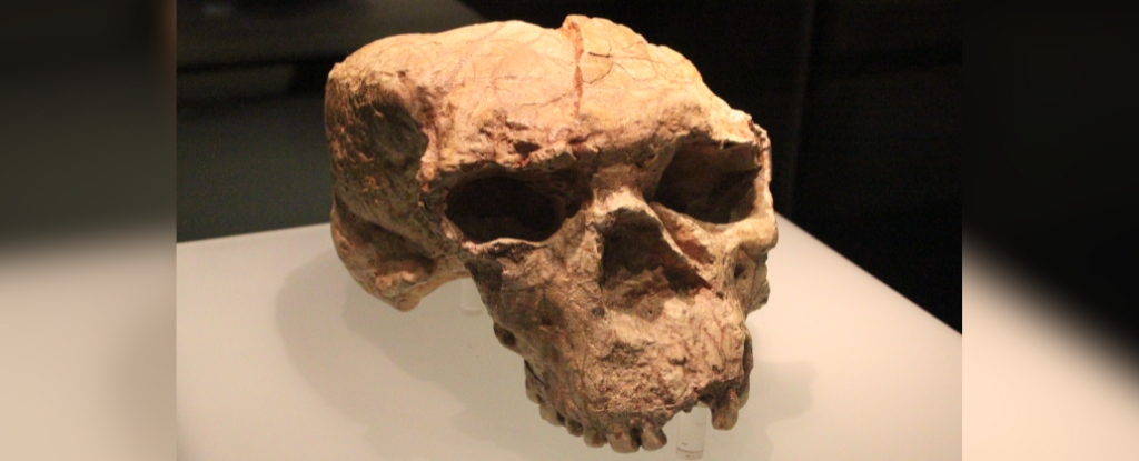 A Million-Year-Old Skull Just Rewrote The Origin Story of Humanity : ScienceAlert