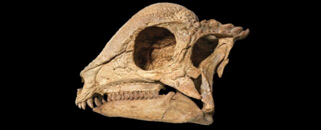 Stunningly Complete Dome-Headed Dinosaur Emerges From The Sands of Mongolia