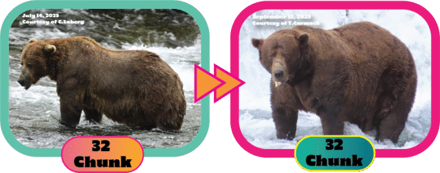 Images of a brown bear at two very different weights