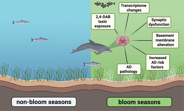 Algal bloom diagram