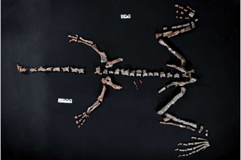 Almost complete skeleton of the dinosaur find laid out on a black background