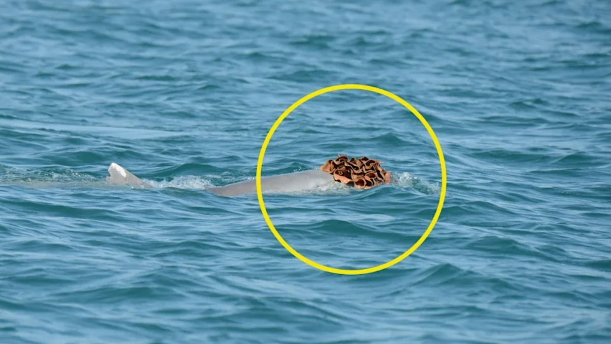 Dolphins Spotted Wearing Sea Sponge Hats to Try Woo The Ladies