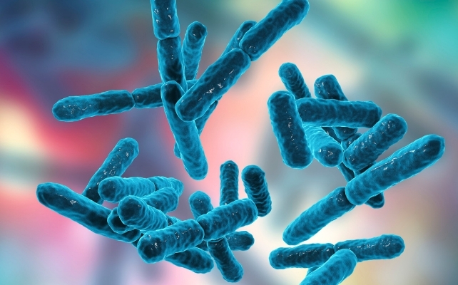 Bifidobacterium