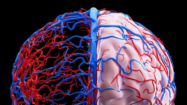 Blood flow in the brain