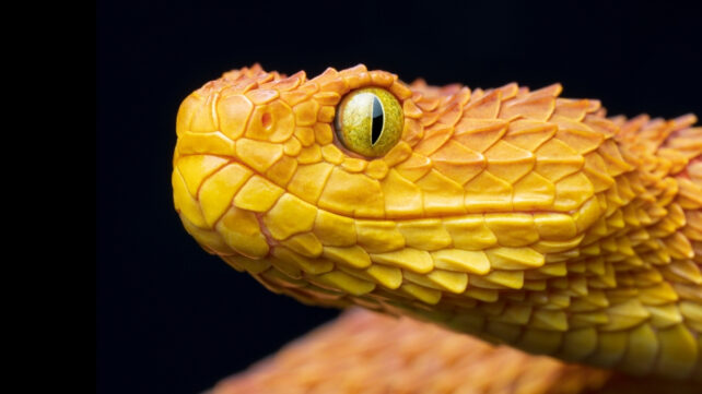 Bright yellow venomous bush viper on black background