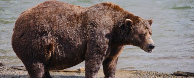 A large brown bear