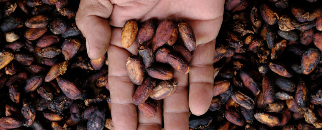 Cocoa beans in a hand