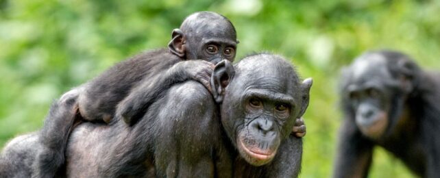 There's an Evolutionary Reason Why Female Mammals Live Longer