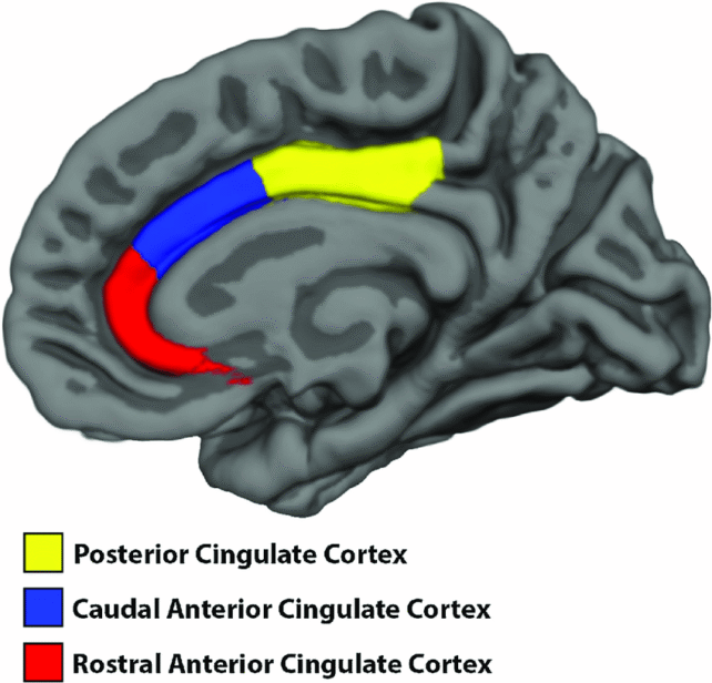 Cingulate Cortex