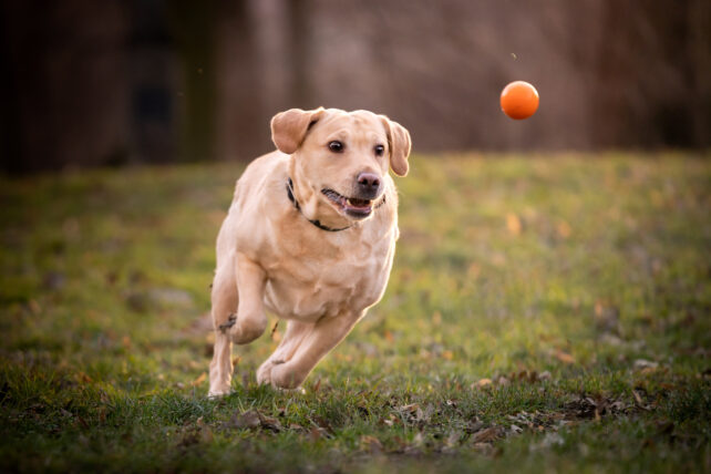 Dog fetch.