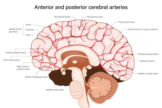 Brain Vasculature